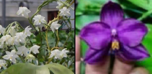 BKH2379 - Phal. Penang Violecea 'BK forest' x Phal. (Yaphon Good Boy X venosa) X Yaphon Super Jaguar) 'BK Best'