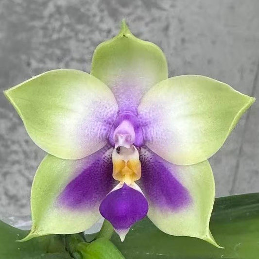 Phal. bellina v.coerulea select#22