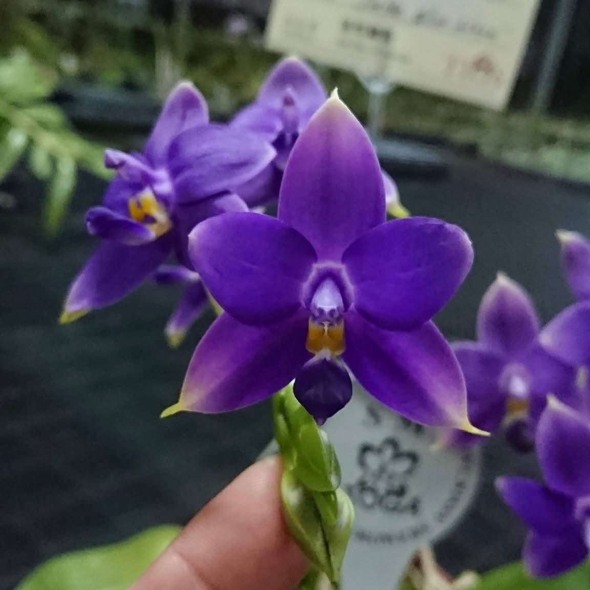 Close-up of Phalaenopsis violacea indigo ‘Jiaho Blue Moon’ flower showcasing its unique indigo petals and yellow center, ideal for collectors.