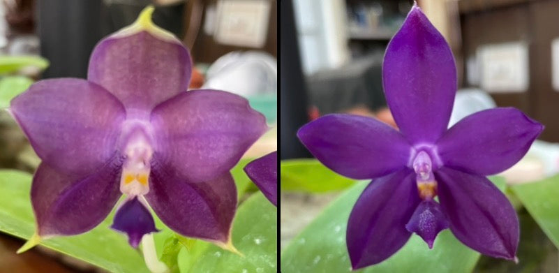 QA178 Phal. Mainshow Sapphire x Phal. Norman's Blue Jennifer