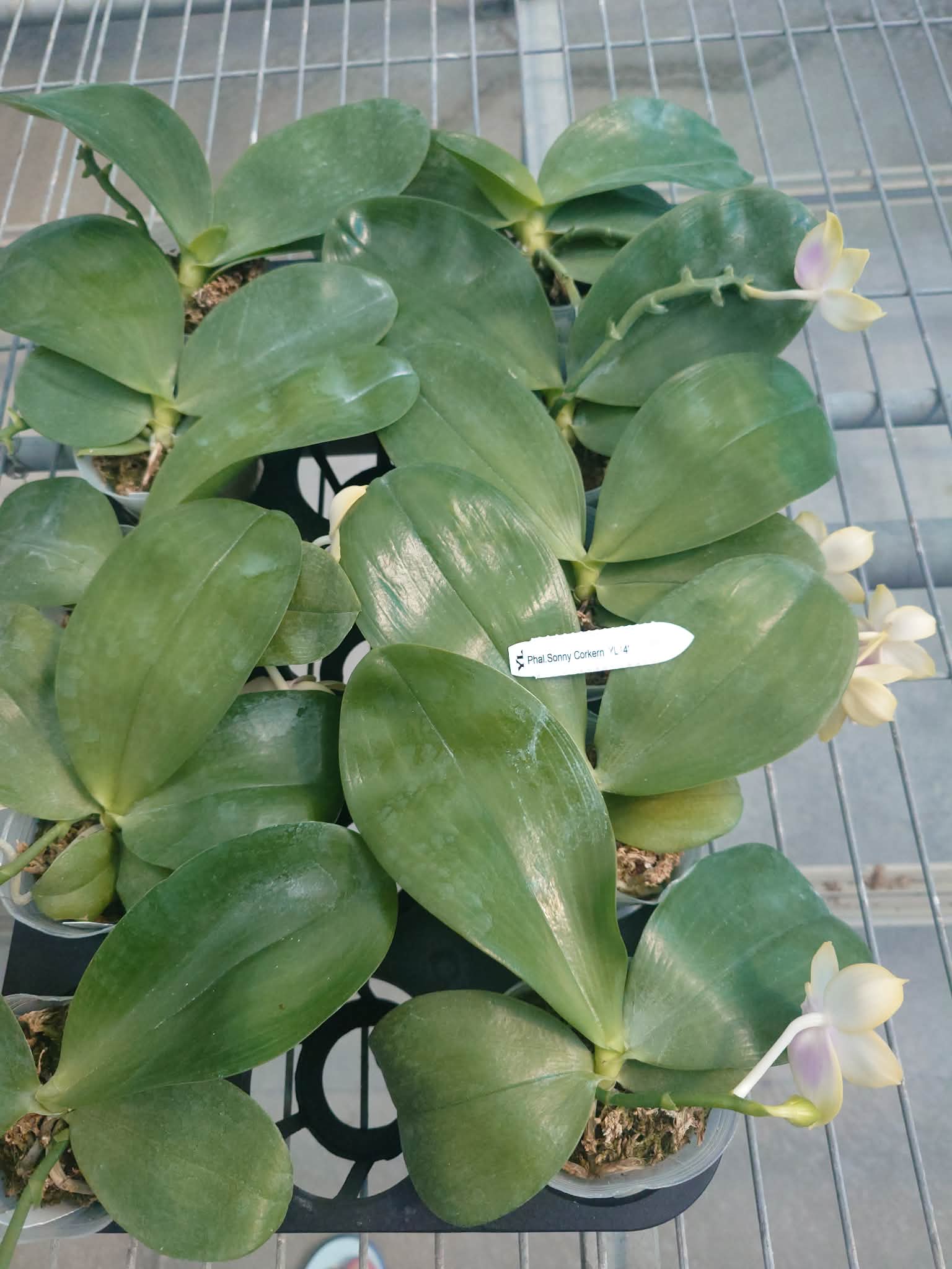 HCorchids