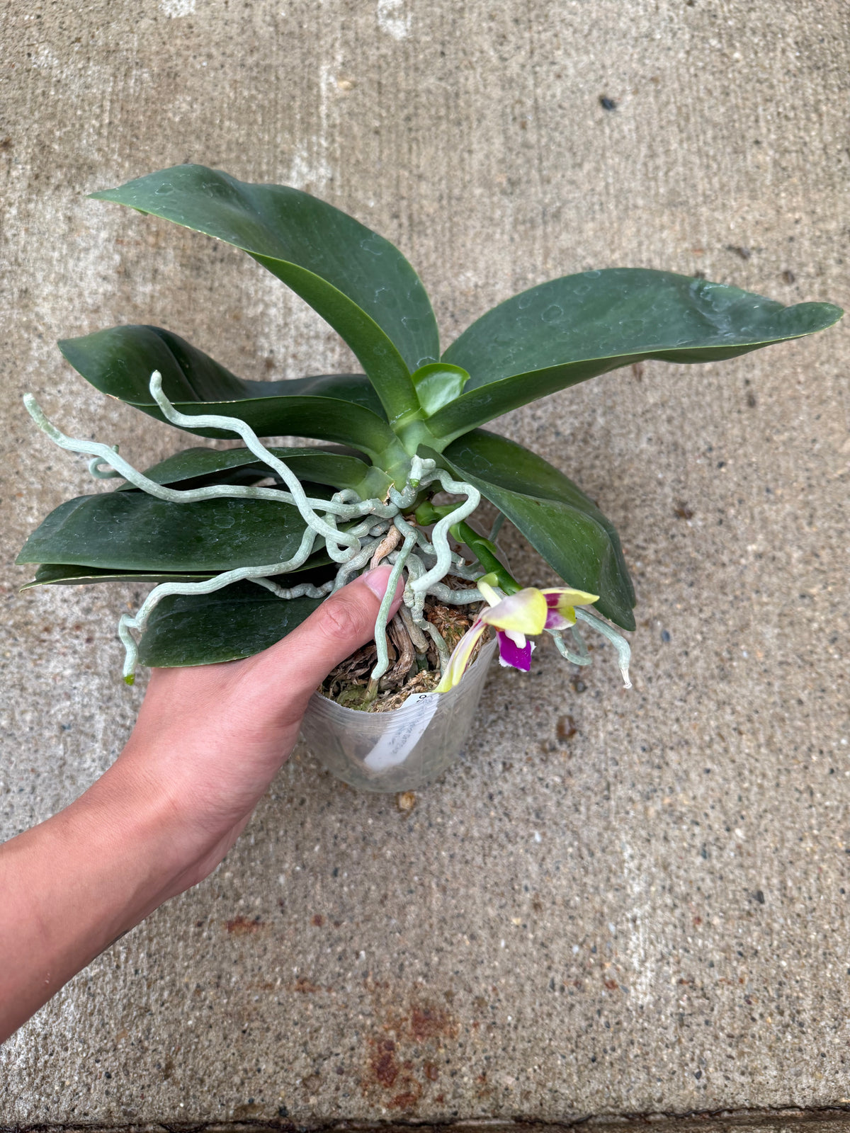 Phalaenopsis Chienlung Sweetheart