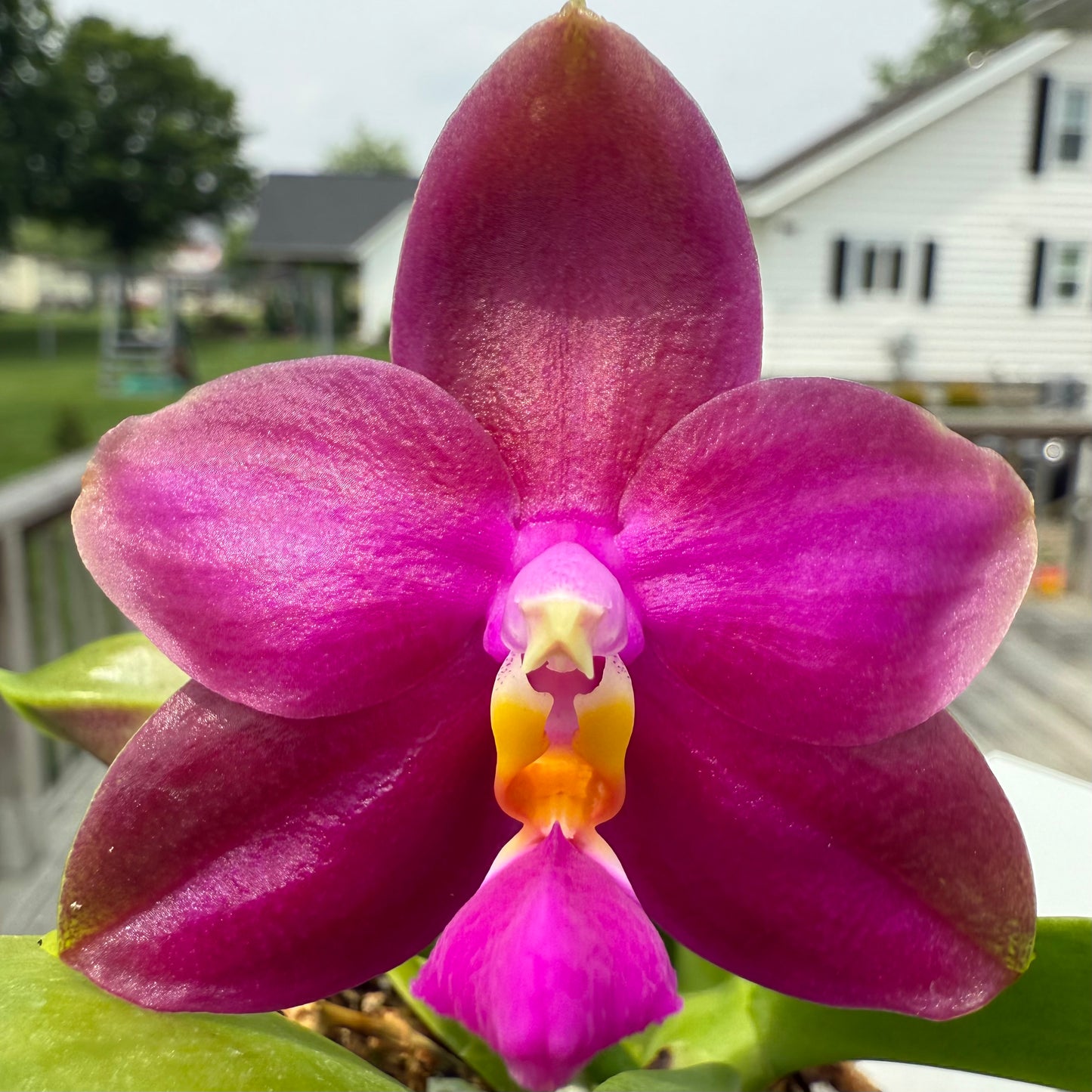 BKH2214 - Phal. (Yaphon Super Jaguar x ZM Etching) X Phal. (Yaphon Super Jaguar X Chien Lung Red King)