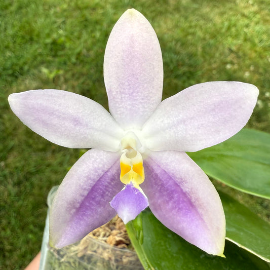 CA591-Phal. Lucien’s Samera x Phal. Vinh Long Red Sun