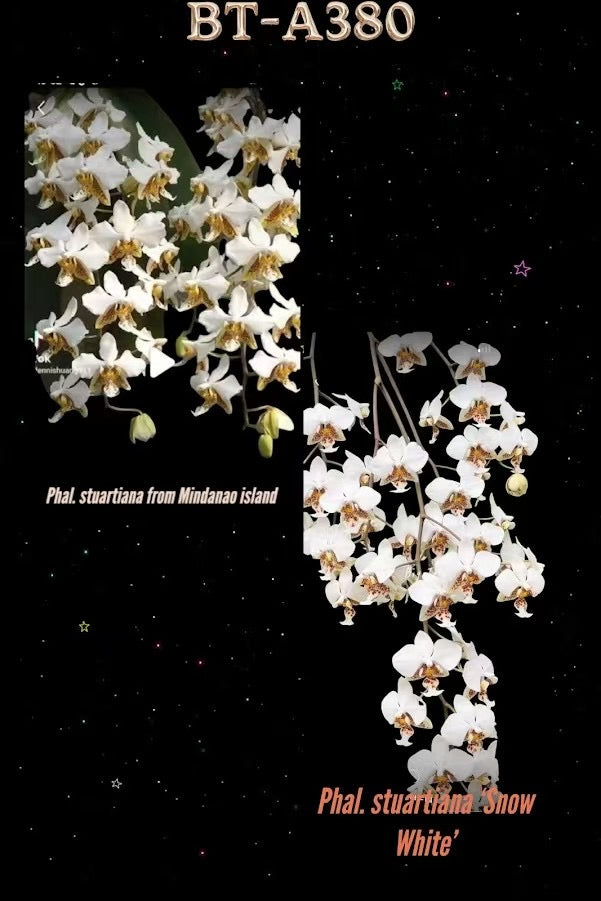 Phalaenopsis stuartiana orchid seedling with white blooms
