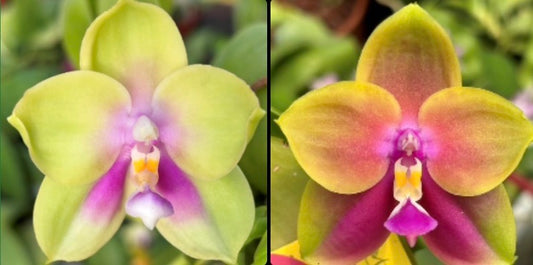BKH2376 - Phal. (Yaphon Batman X YangYang Pink Mary) ‘白6.0cm綠’ x Phal. (Yaphon Batman X YangYang Pink Mary) ‘6.0cm’