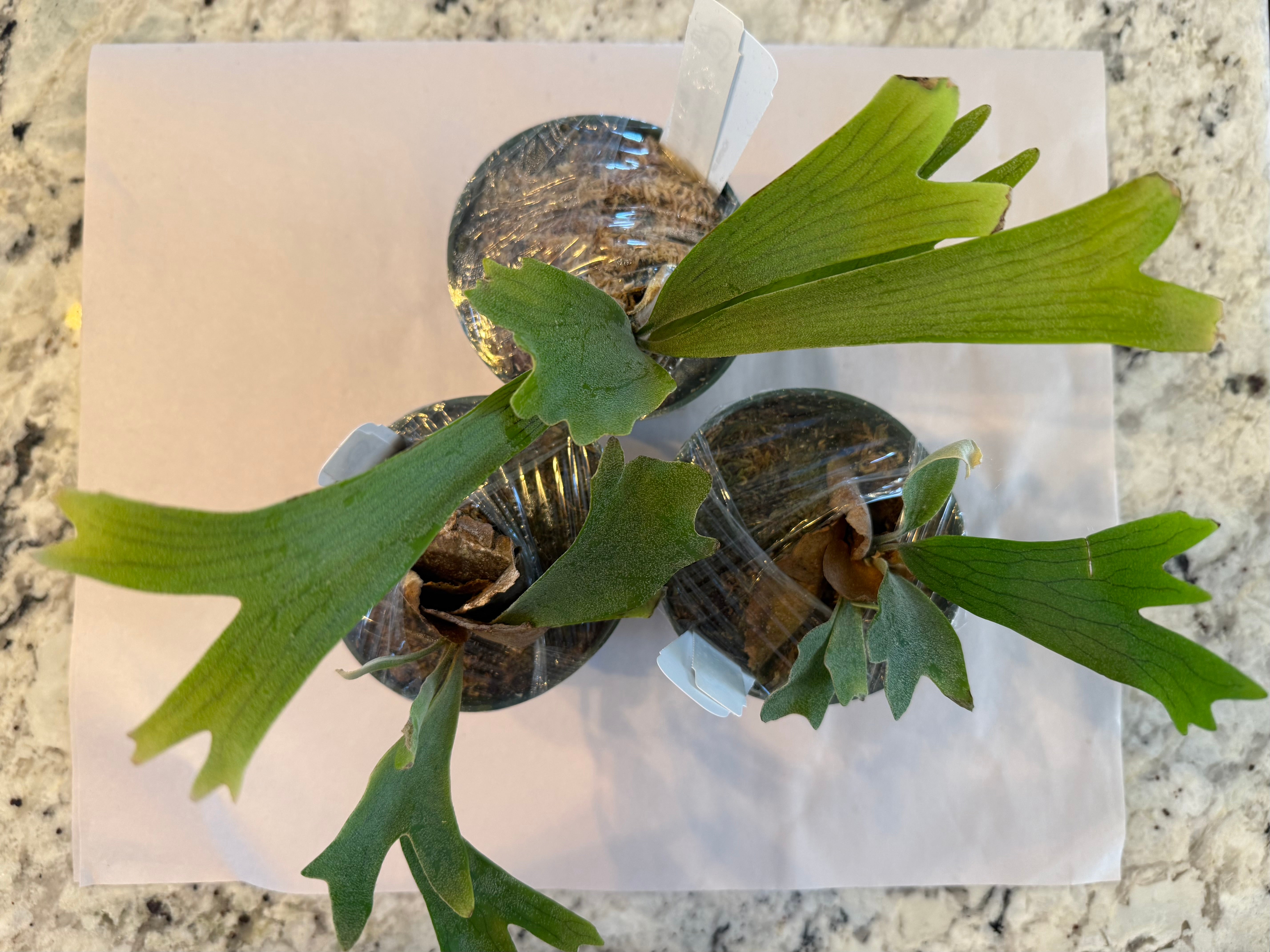 Platycerium White Wing Plant - Exotic Collectible | Medium Size
