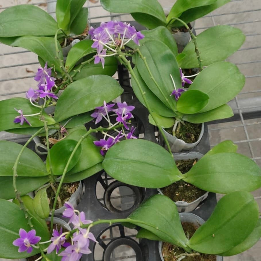 YL04 - Phal. Jiaho BlueBerry ‘Dark Blue’