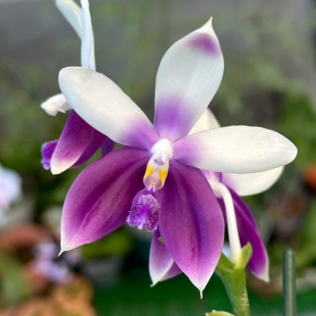 Close-up of Phalaenopsis Blue Dolphin orchid showing vibrant purple lower petals and white upper petals, perfect for novelty orchid collectors.