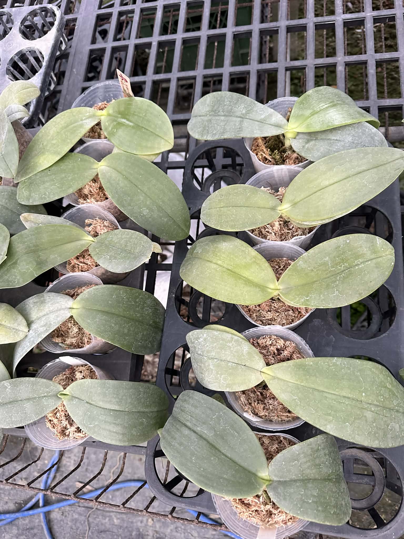Phalaenopsis Orchid Species - For Sale | Rare Natural Orchids
