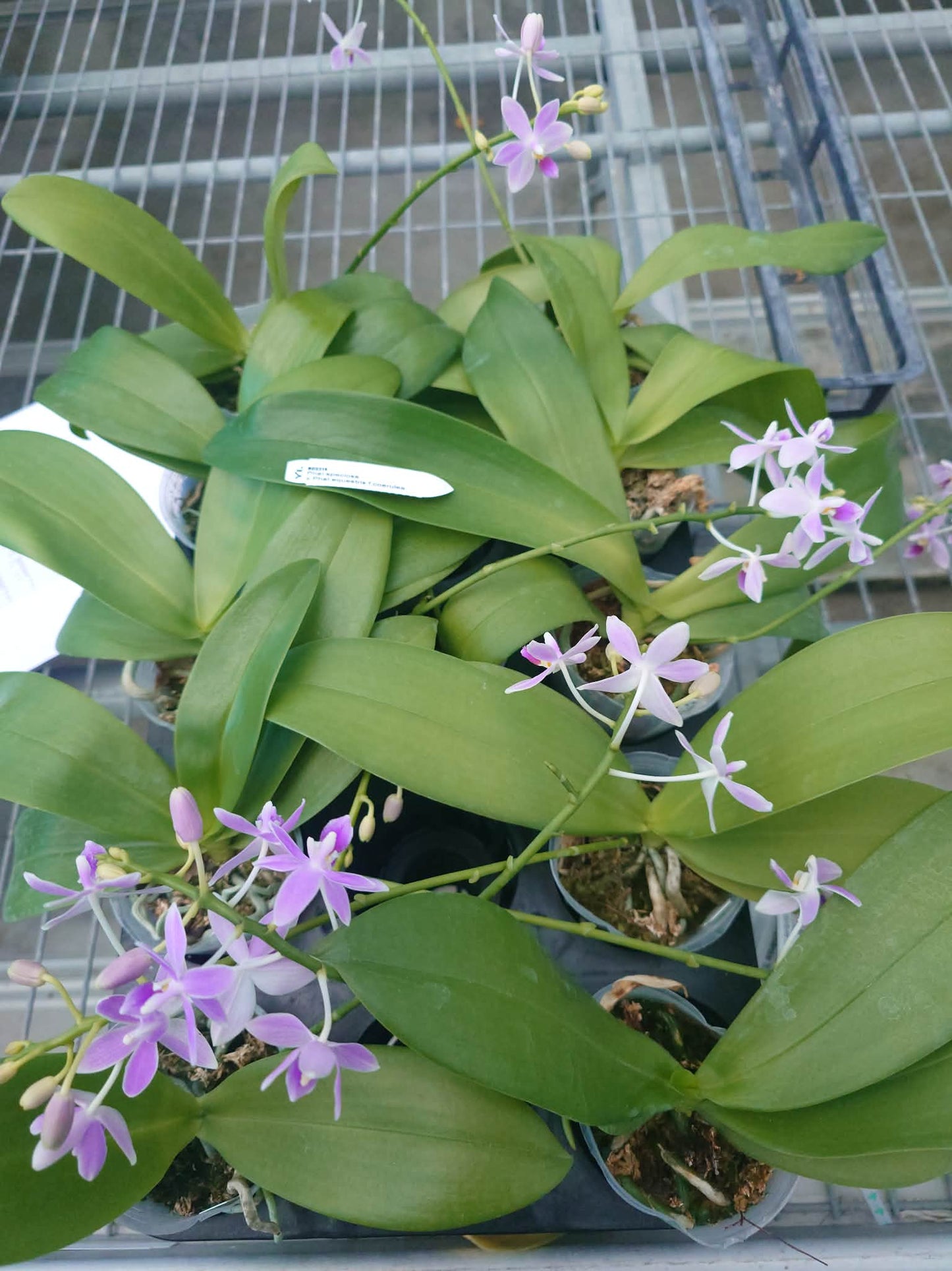 Phalaenopsis (speciosa x equestris f. coerulea)