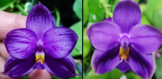 BKH2231 - Phal. Yaphon Blue Bird x Phal. (Penang Jewel X (Yaphon Super Jaguar x Samera)) ‘Deep Blue, Duo Spike’