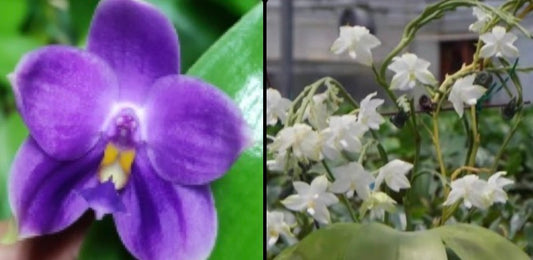 BKH2346A - Phal. (Penang Jewel X (Yaphon Super Jaguar x Samera)) 'Jasmine' x Phal. Penang Violacea 'BK Forest'