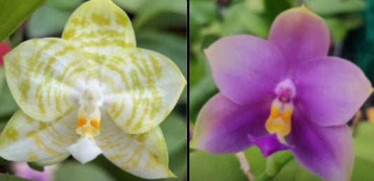 BKH2399 - Phal. Mituo Golden Tiger ‘White Tiger’ x Phal. (Penang Jewel X (Yaphon Super Jaguar x Samera))