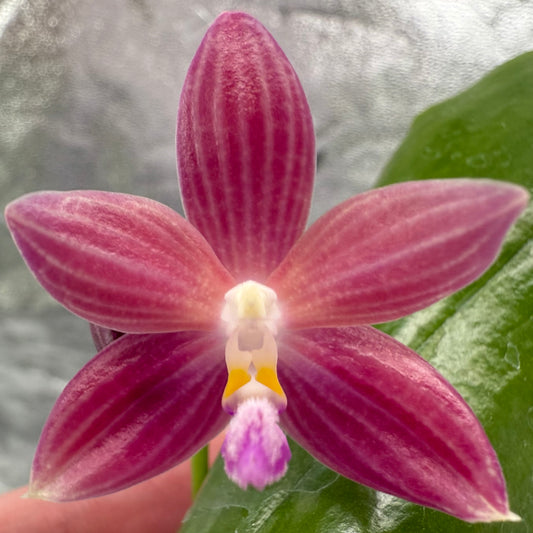 Phal. Lucien Mugato x Phal. tetraspis