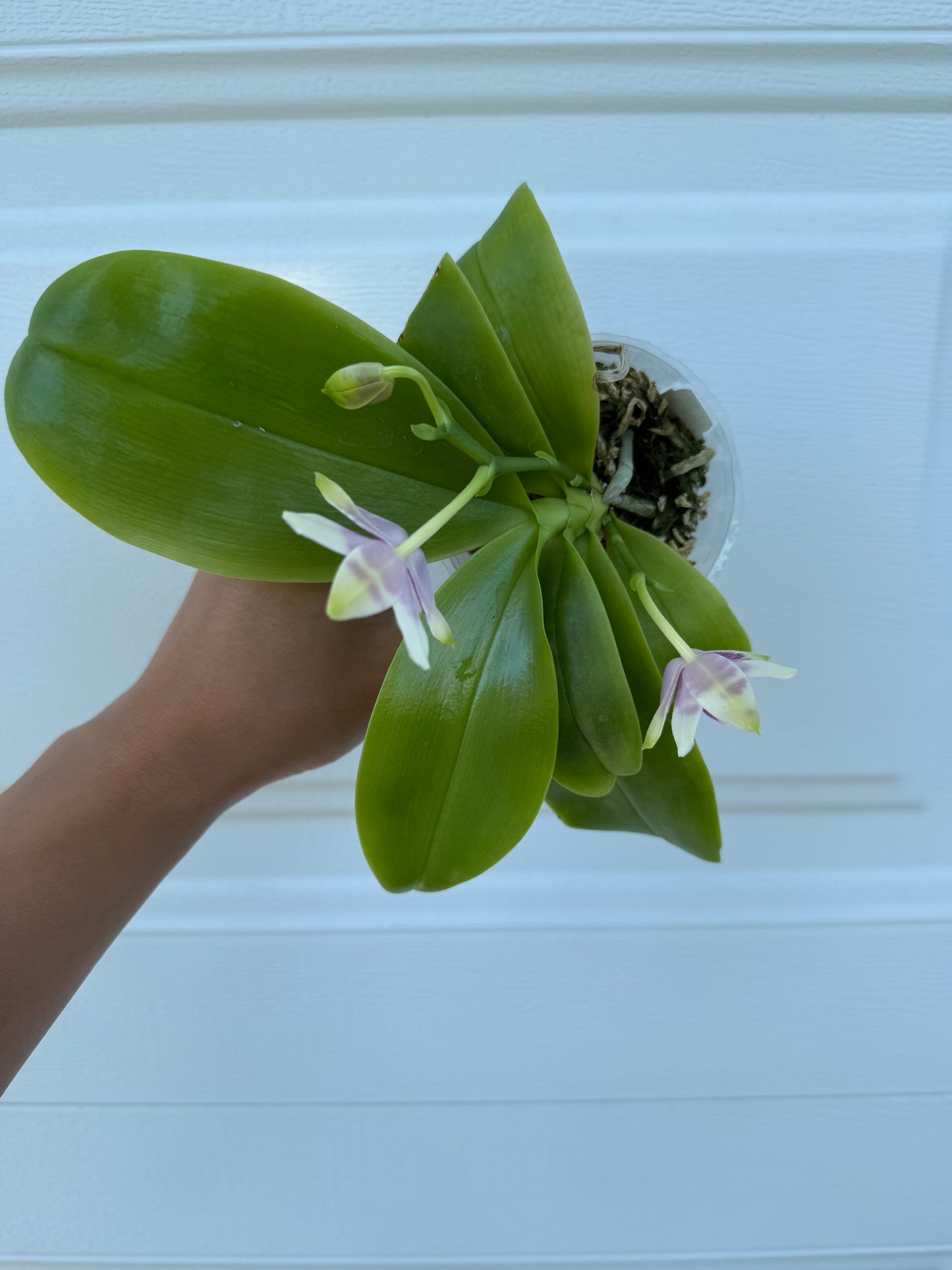 Phalaenopsis Freya’s Blue Dragonfly