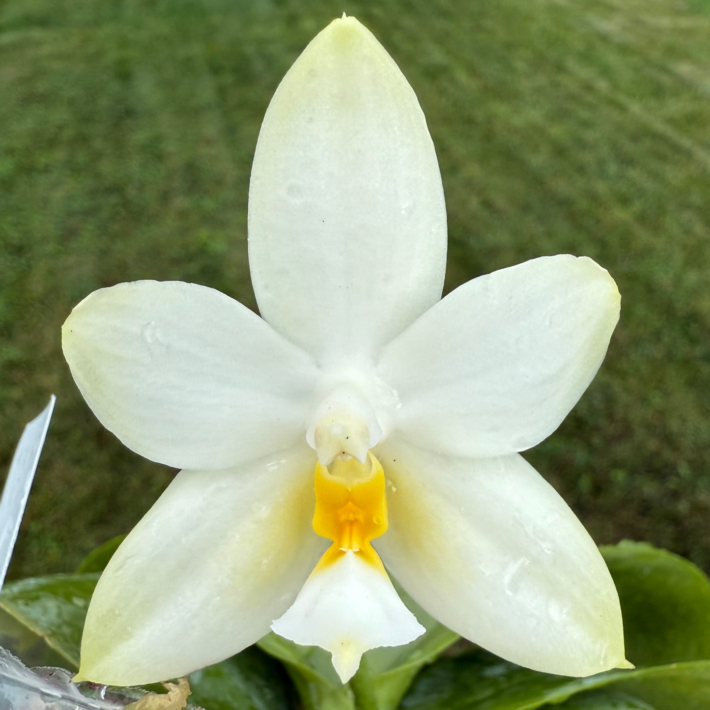 Phal. Yang Yang Blue Bellina x Phal. Lee Wai Queen