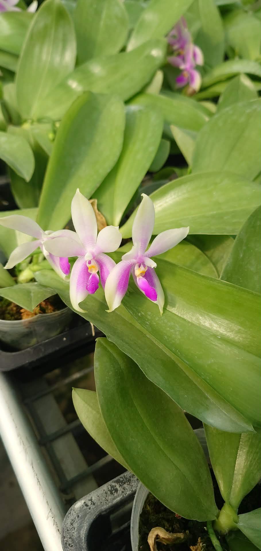 Close-up of Phalaenopsis (fimbriata x bellina pink) flowers showing distinct pink and white petals, a fragrant novelty orchid variety.