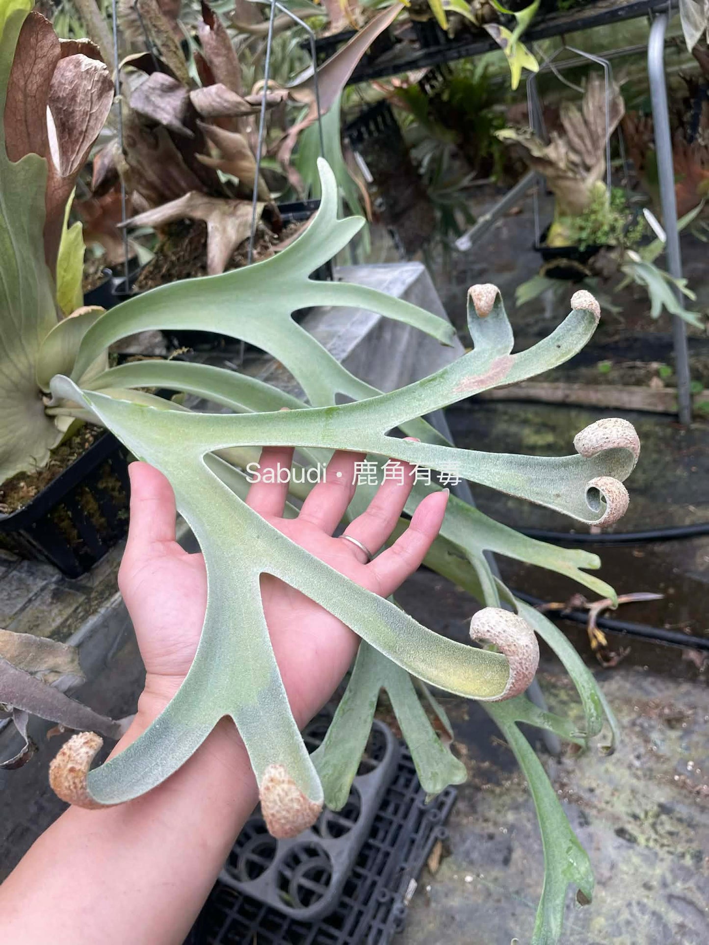 Platycerium Willinckii Spore Plants - Buy Now; close-up of curled fertile fronds on 'Dwarf Select' spore plant, ideal for collectors and rare plant lovers.