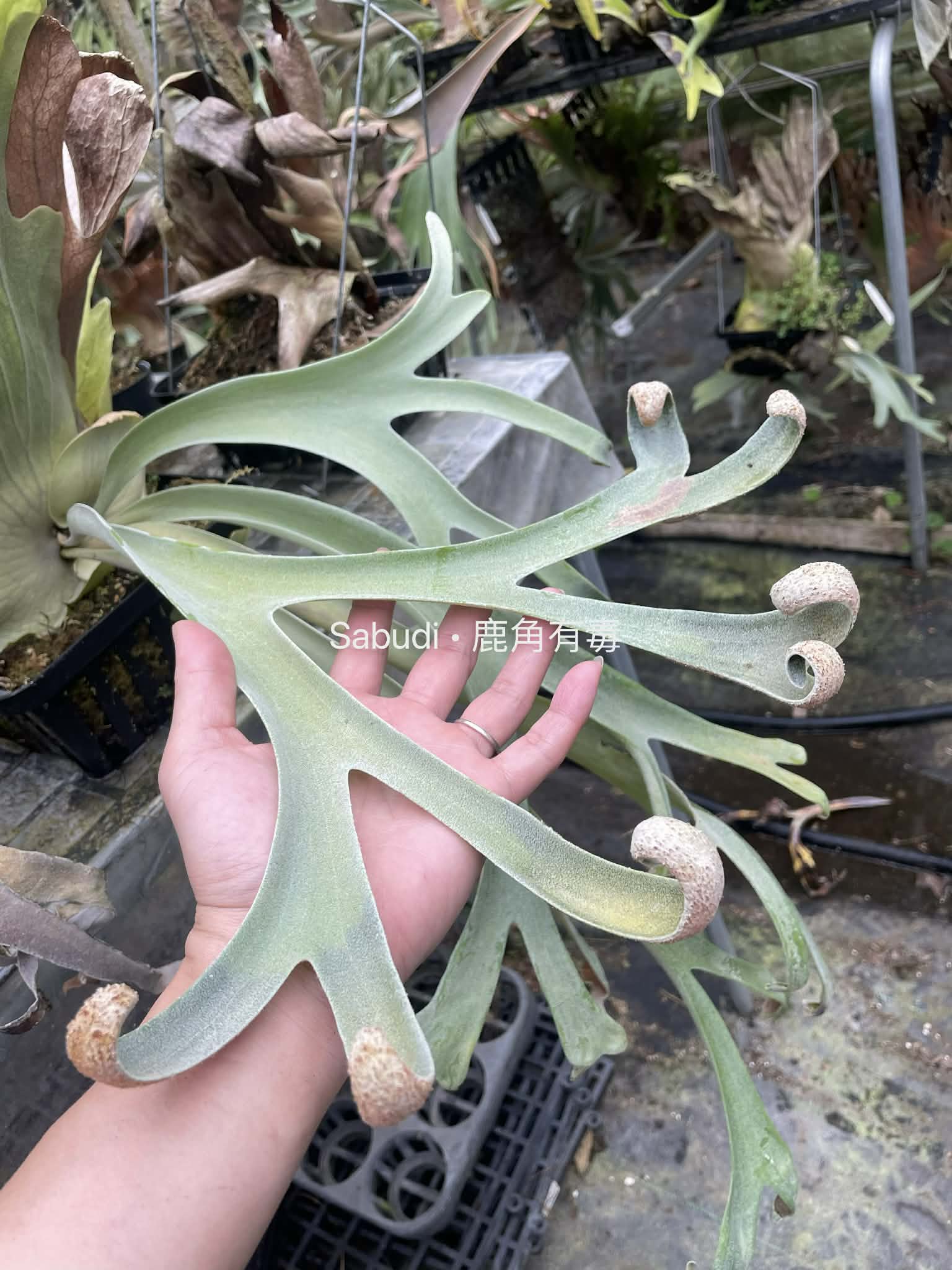 Platycerium Willinckii Spore Plants - Buy Now; close-up of curled fertile fronds on 'Dwarf Select' spore plant, ideal for collectors and rare plant lovers.
