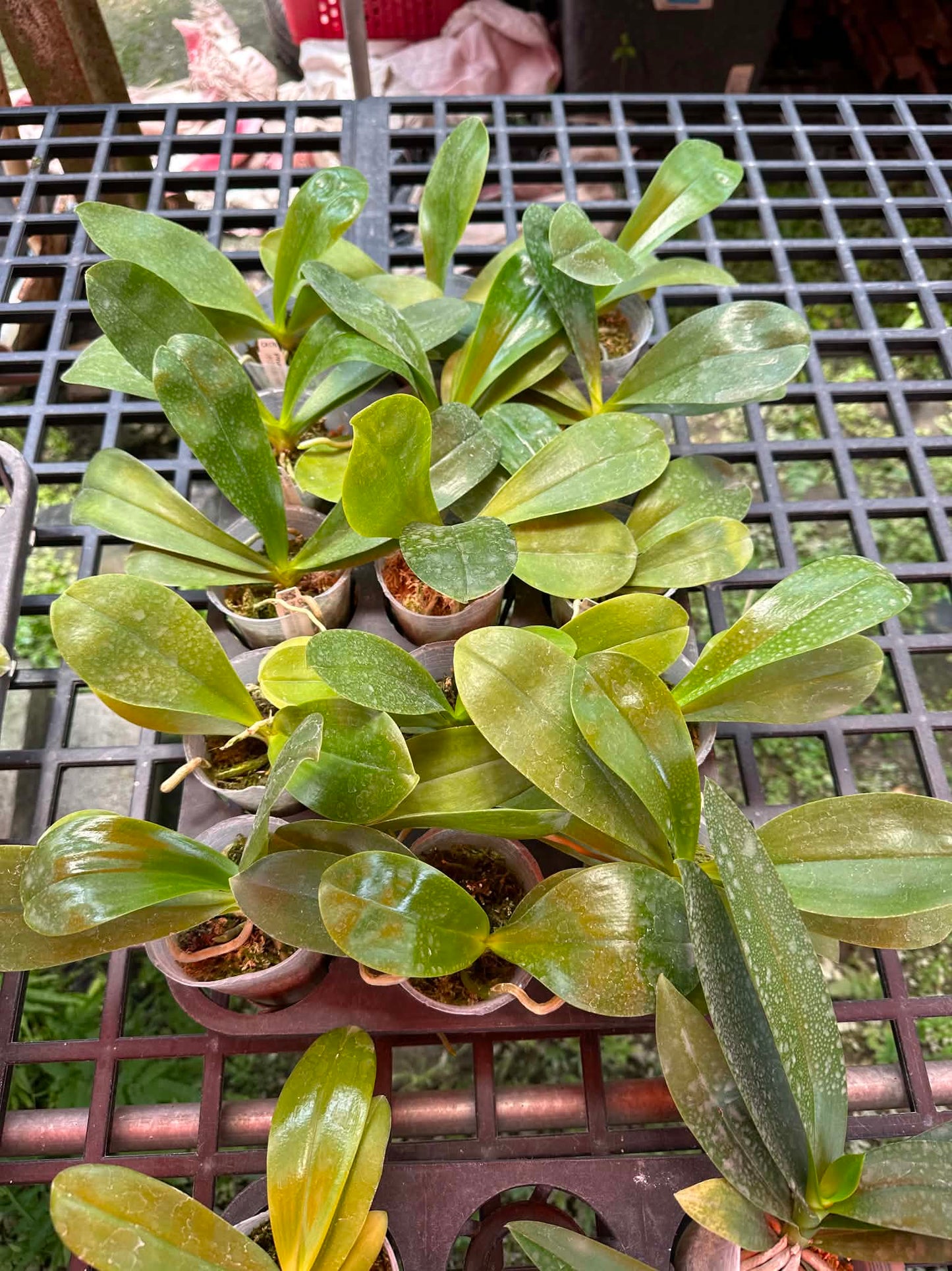 Phalaenopsis micholitzii x sib
