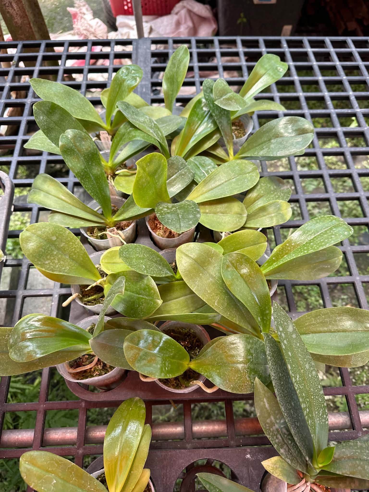 HCorchids