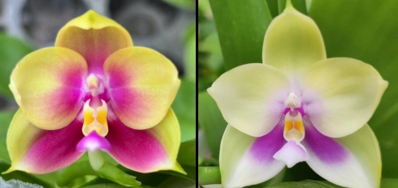 Colorful Phalaenopsis orchid seedling with pink and yellow petals