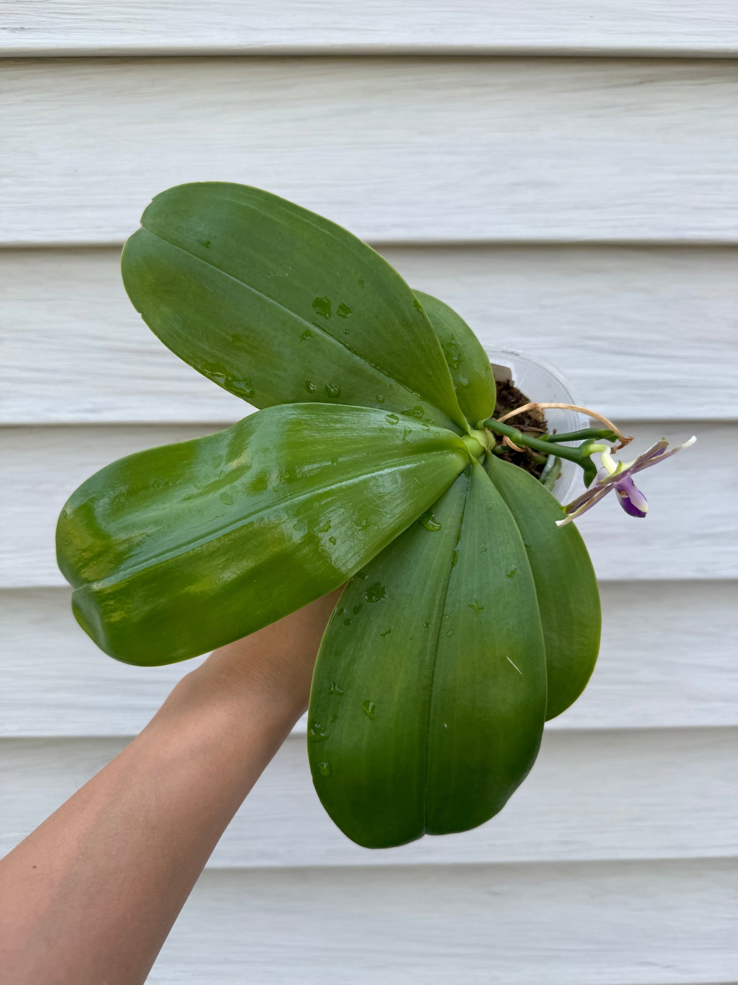 QA081-Phal. Smiley Bluebird x Phal .Mituo Princess 'Blue Jewel'