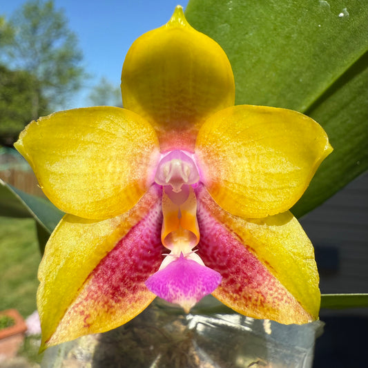 Phal. Mituo Gelb Eagle X Phal. GH King Star