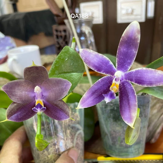 Purple and green novelty Phalaenopsis orchid seedling in 2.5 inch pot