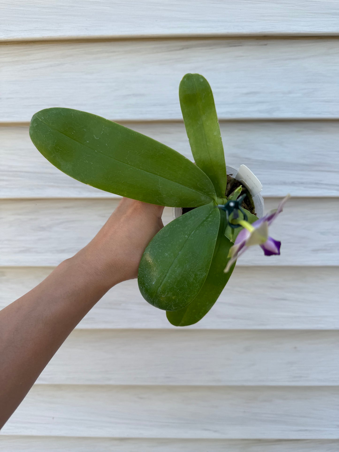 CA714 - Phal. Yaphon Blue Jewel x Phal. Yang Yang Blue Bellina