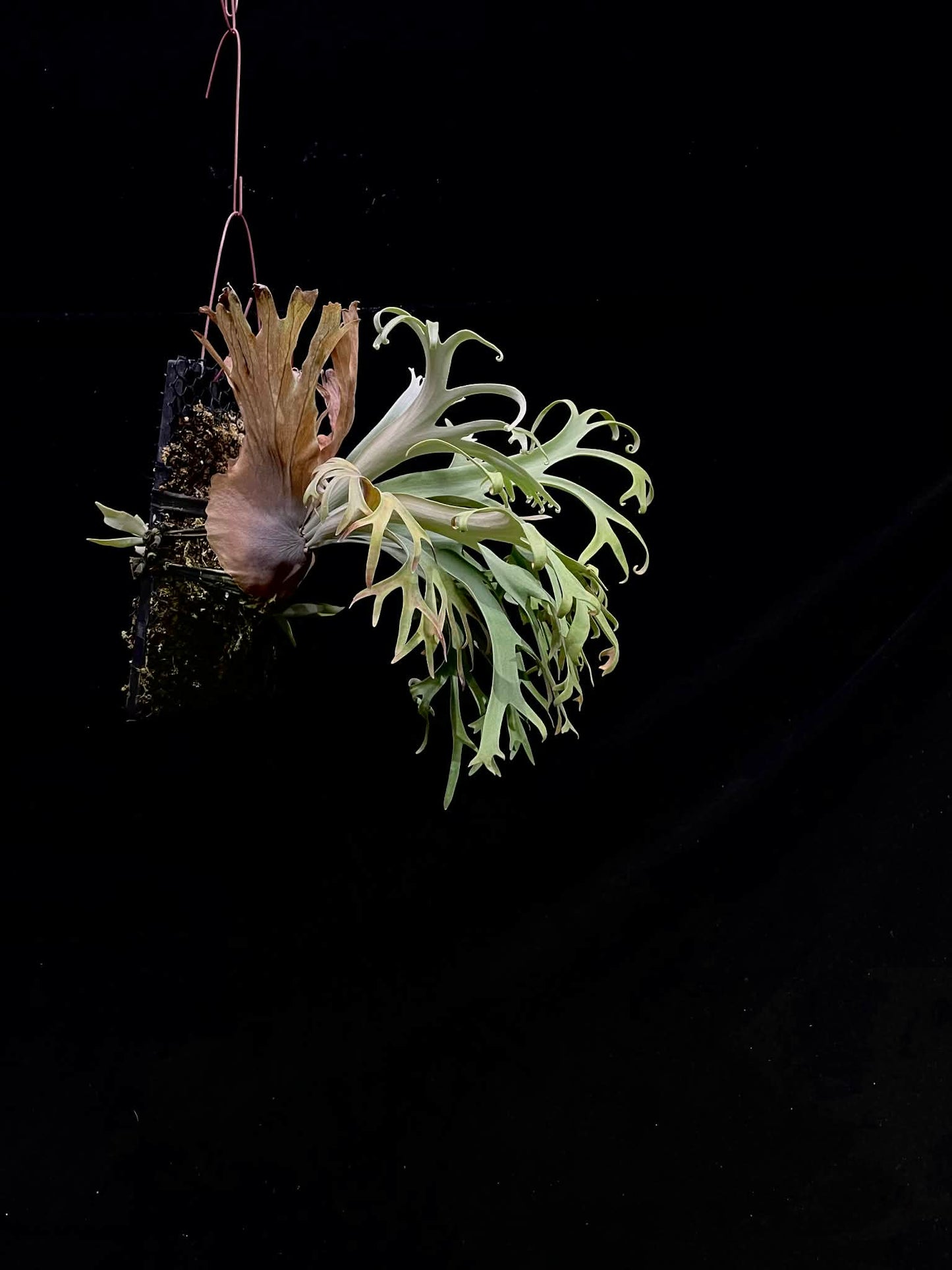 Mounted Platycerium Sa Sa Ya Willinckii spores with cascading fronds, great for vertical garden or wall decor.