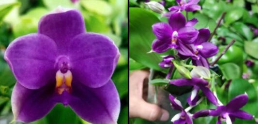 BKH2361 - Phal. (Penang Jewel X (Yaphon Super Jaguar x Samera))'BK' x Phal. (Jennifer Palermo X Chien Lung Red King) 'BK#2'