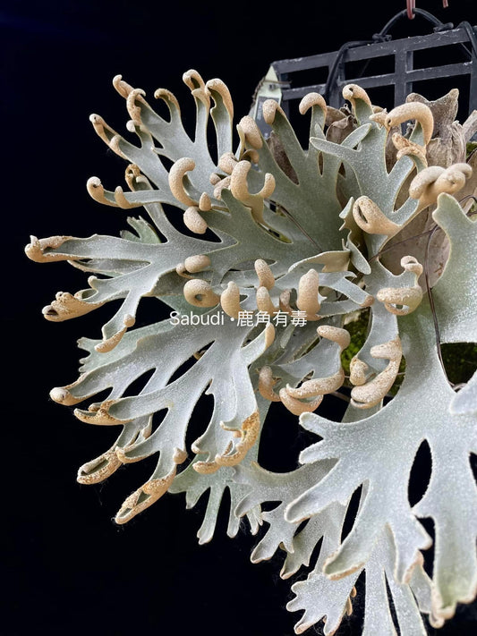 Platycerium Willinckii “Mew” spore