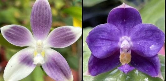 BKH2342A - Phal. speciosa  x Phal. (Penang Jewel X (Yaphon Super Jaguar x Samera)) ‘Full Blue’