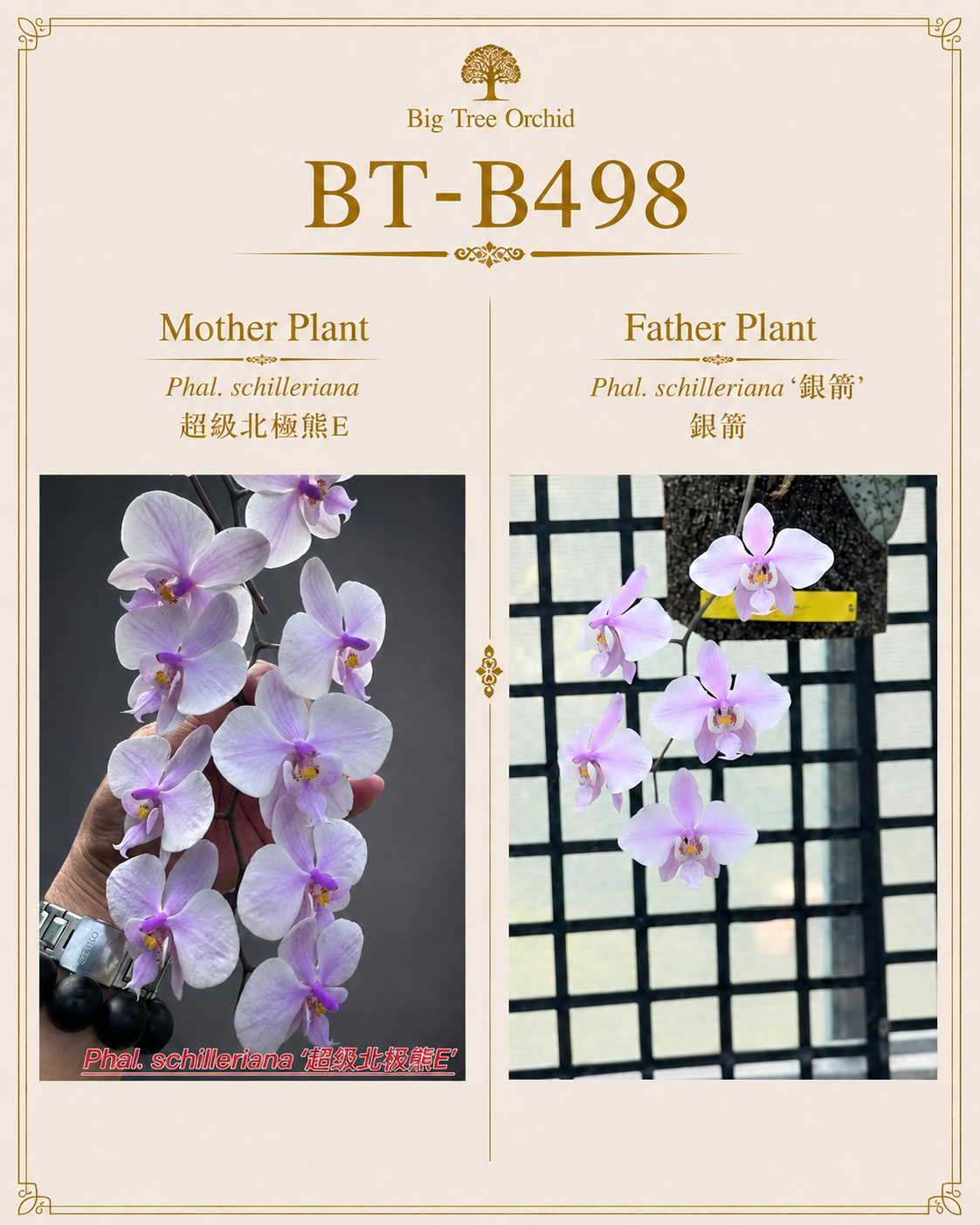 HCorchids