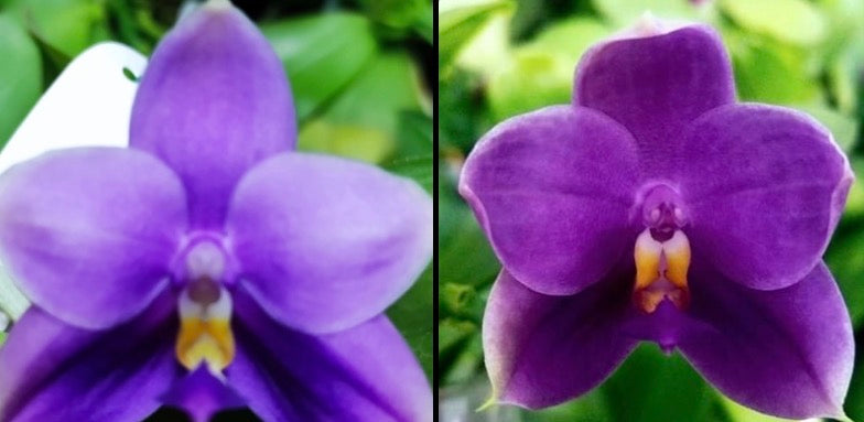 Purple Phalaenopsis orchid with yellow center, home garden plant