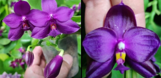 BKH2317A - Phal. (Corel Isle x Jennifer Palemoler ‘#2’) x Phal. (Yaphon Super Jaguar X (Yaphon Super Jaguar X Samera)) ‘5.8cm’