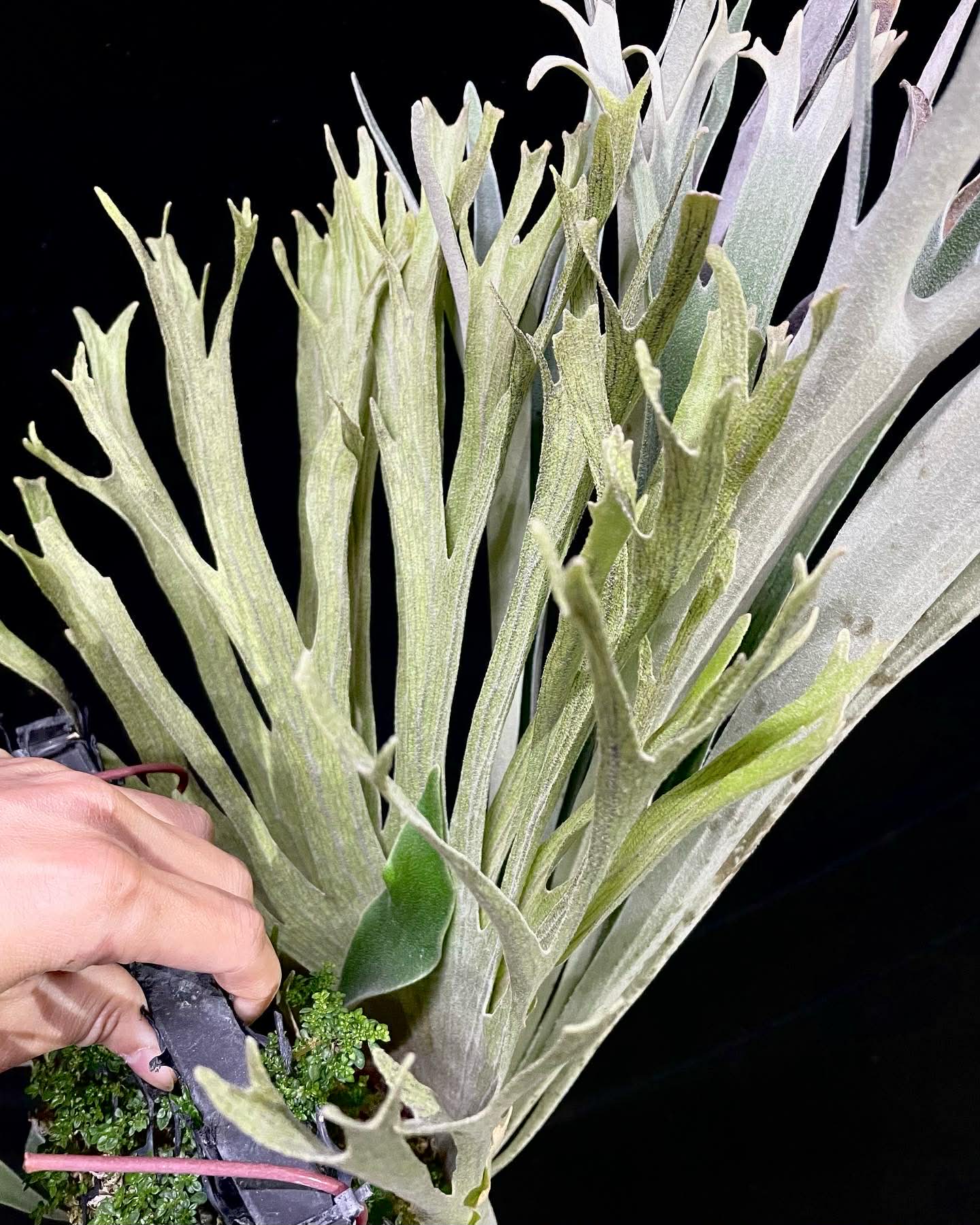 Platycerium Veitchii Wild#7 spore