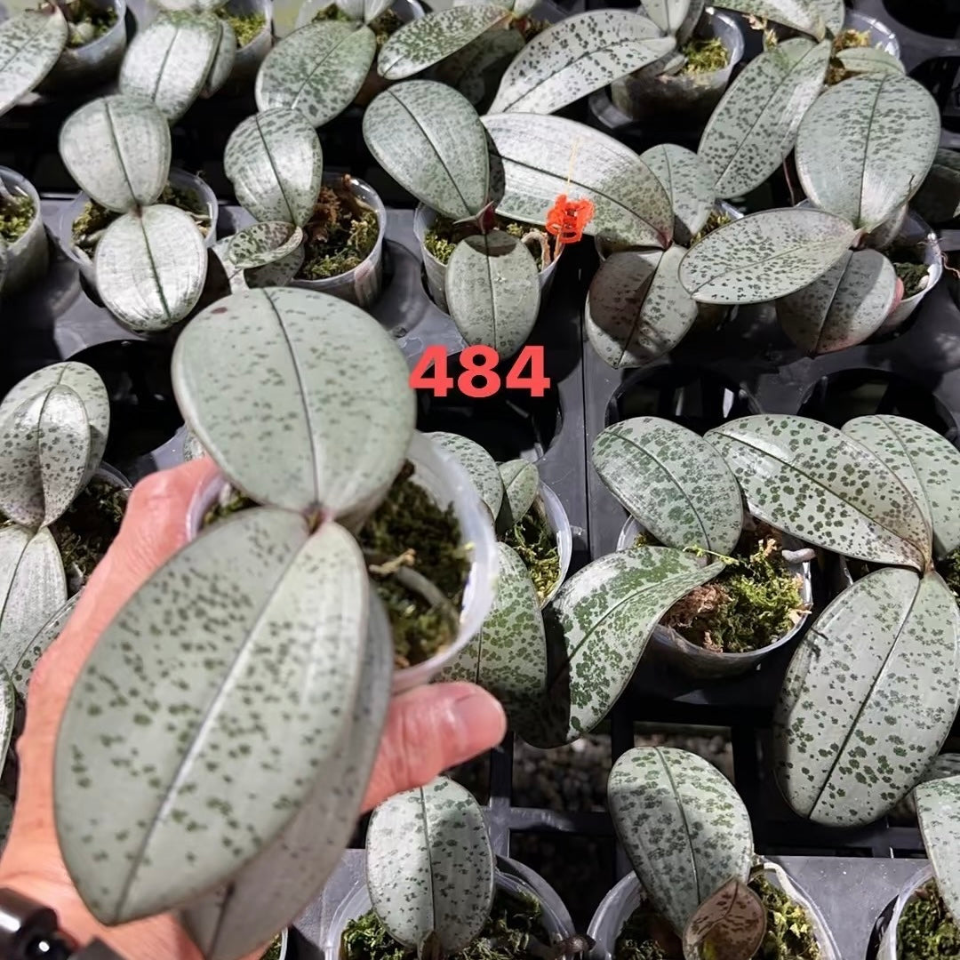 HCorchids