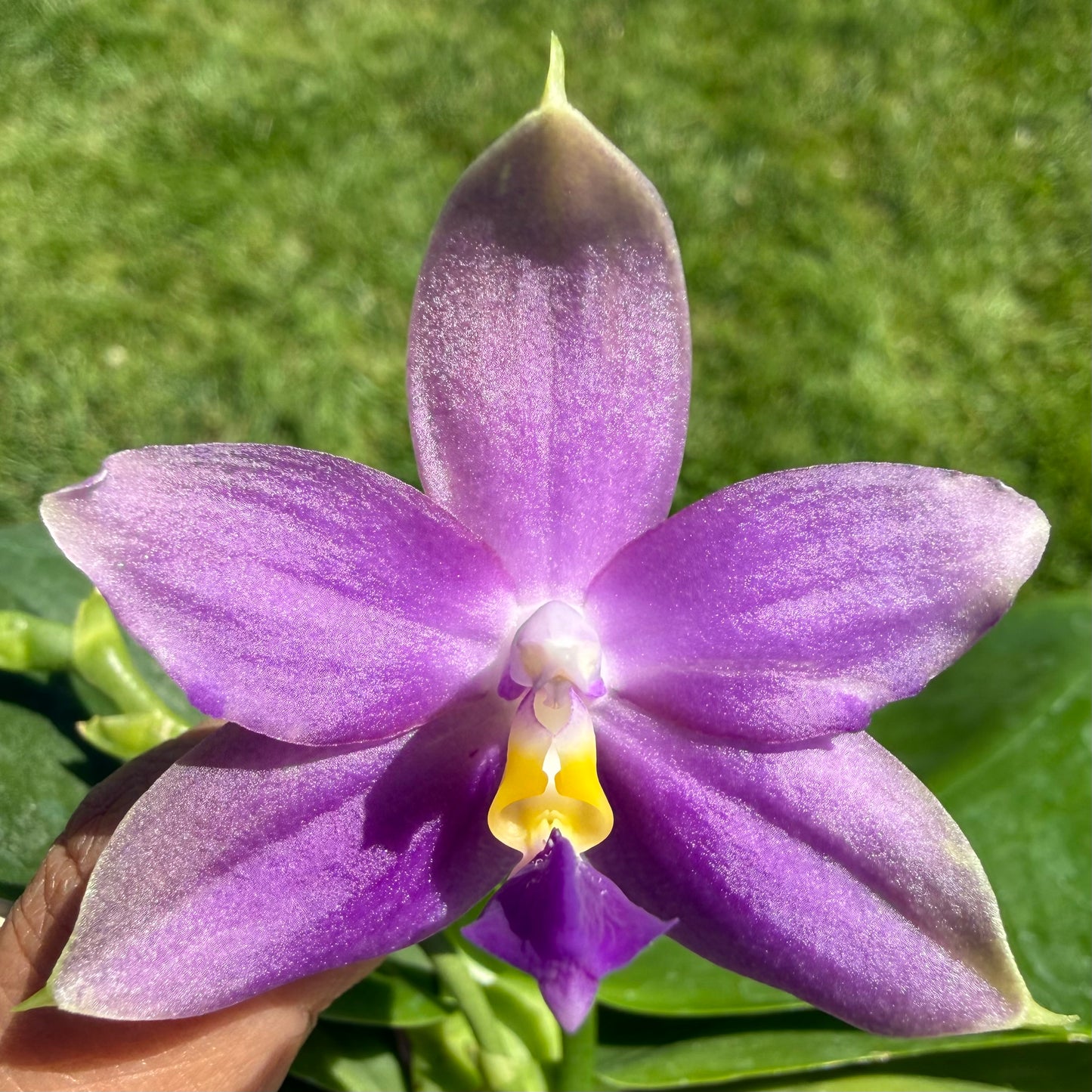 Phalaenopsis (Penang Violence 'Blue' x Germaine Vincent)