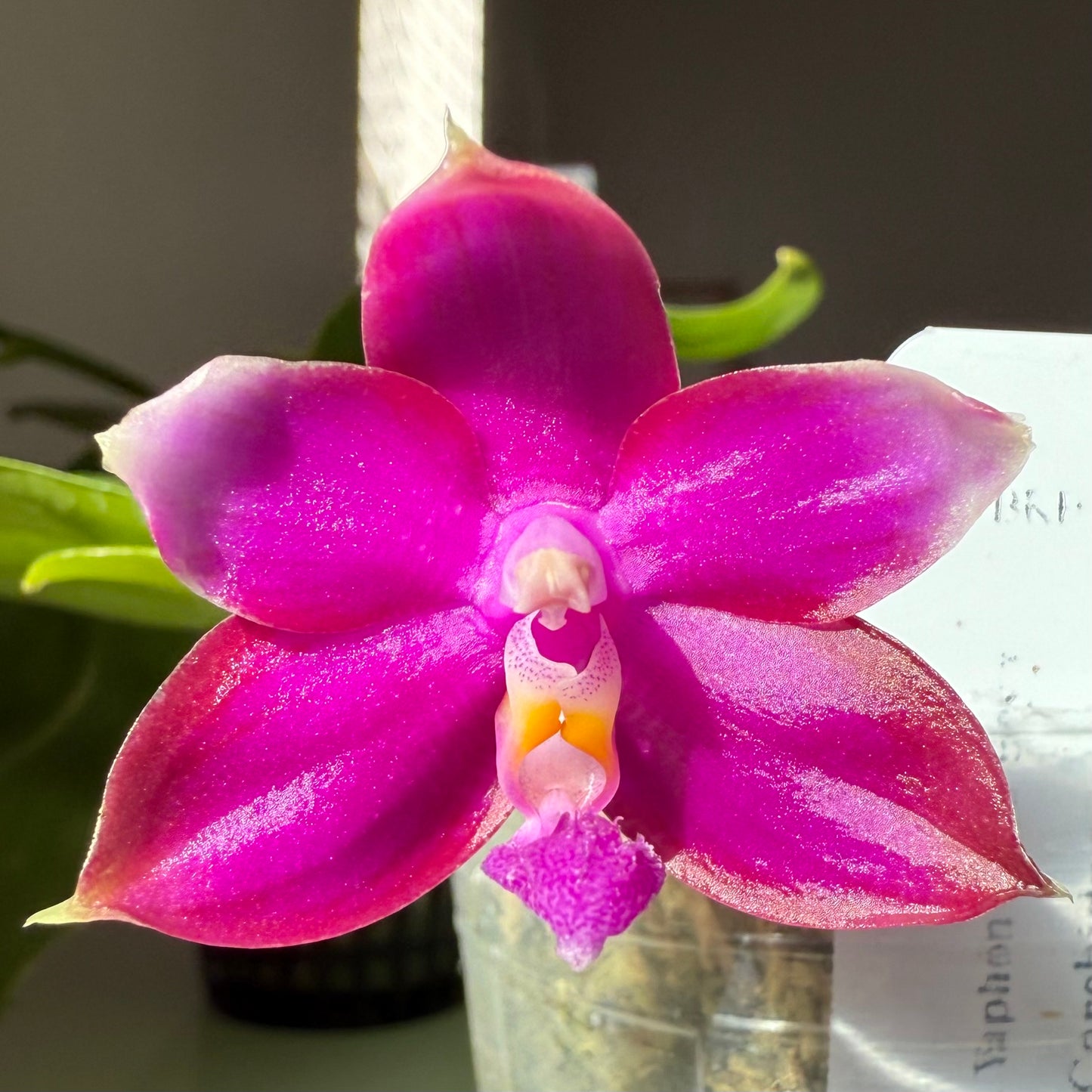 Novelty Phalaenopsis, front page