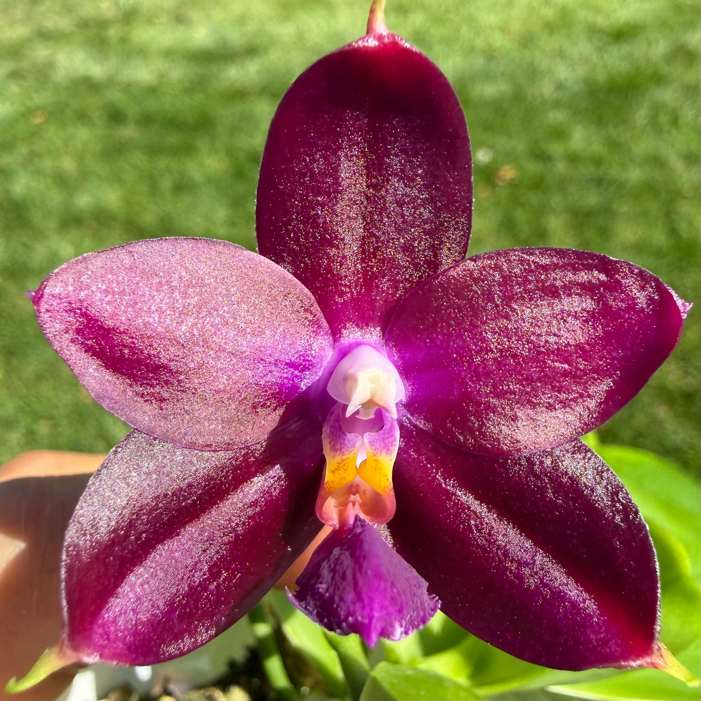 Phalaenopsis (Mainshow Sapphire x Jennifer Palomer)