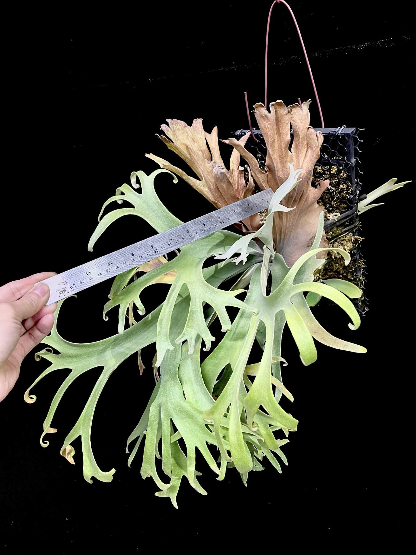 Platycerium Sa Sa Ya spores measured for size, showcasing healthy fronds from a compact Willinckii mother plant.