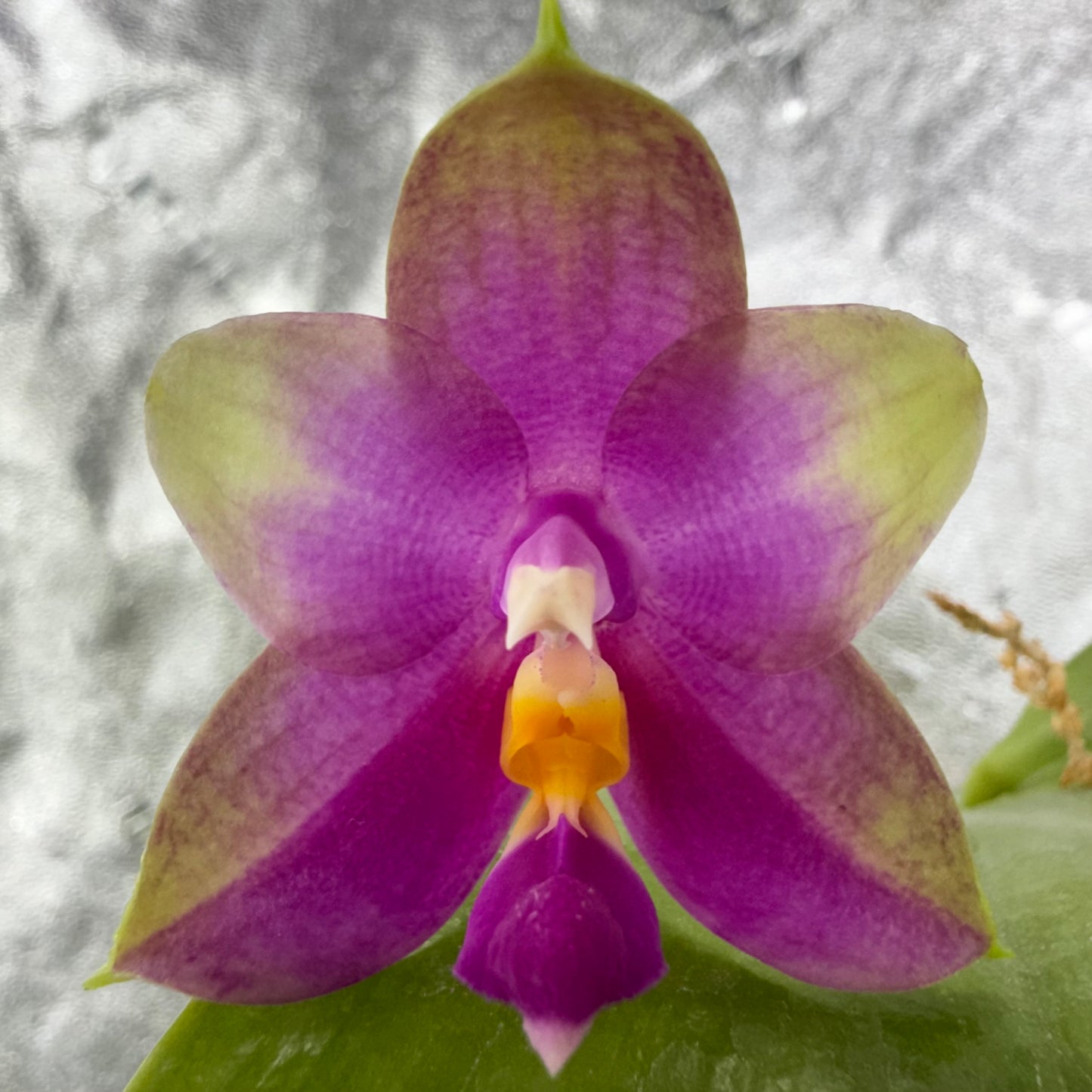 Phal. bellina coerulea x Phal. Mituo White Tiger