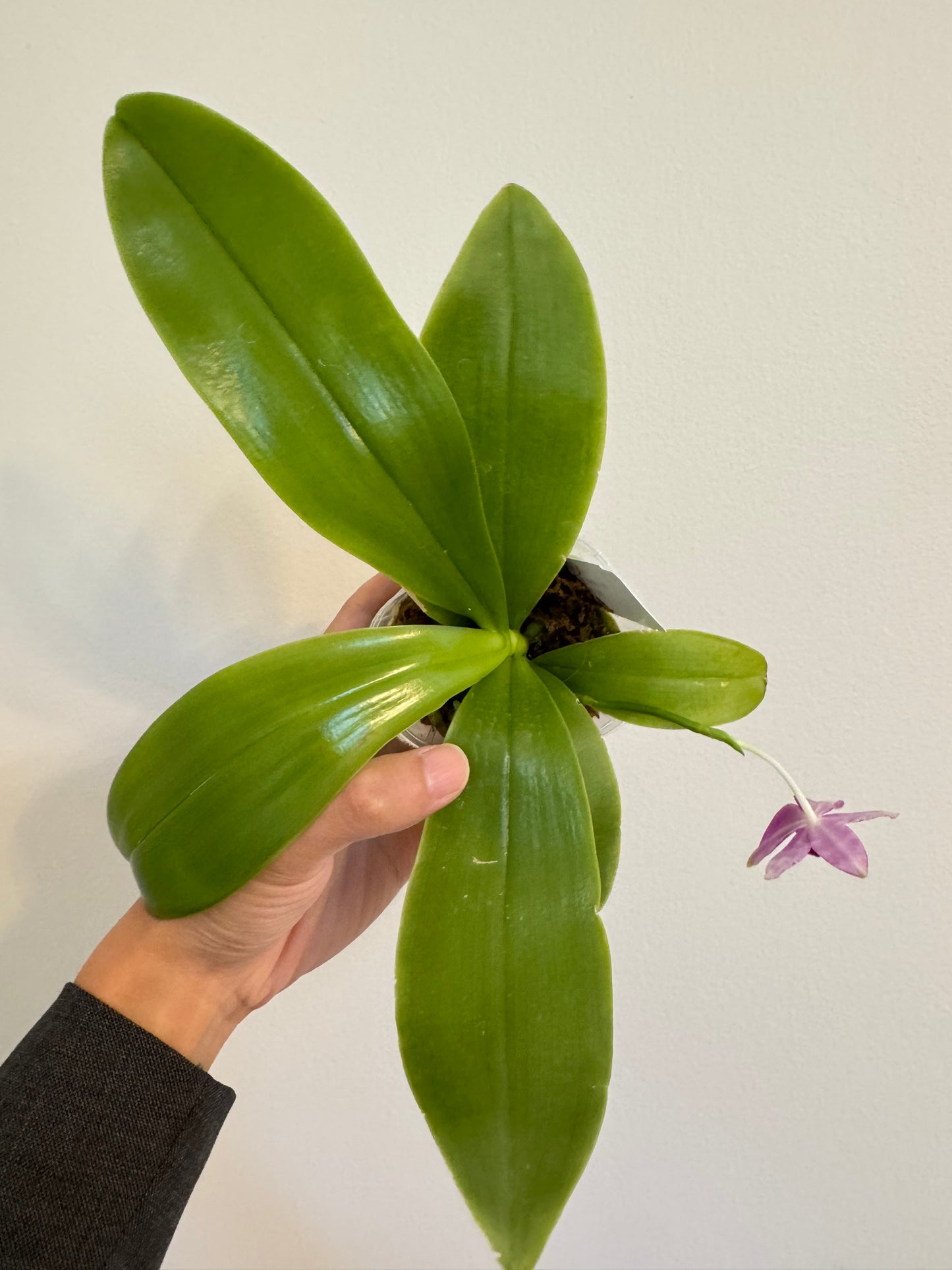 Phal. Mainshow Blue Tint x Phal. Mainshow Blue Wave