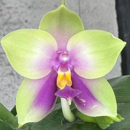 Phal. bellina v.coerulea select#19