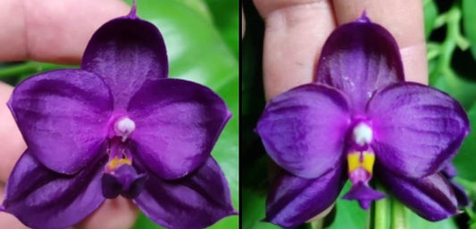 BKH2339 - Phal. (Yaphon Super Jaguar X (Yaphon Super Jaguar X Samera)) ‘Best’ x Phal. (Yaphon Super Jaguar X (Yaphon Super Jaguar X Samera)) ‘5.8cm’