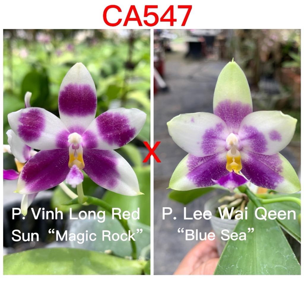 CA547 - Phal. Vinh Long Red Sun x Phal. Lee Wai Queen