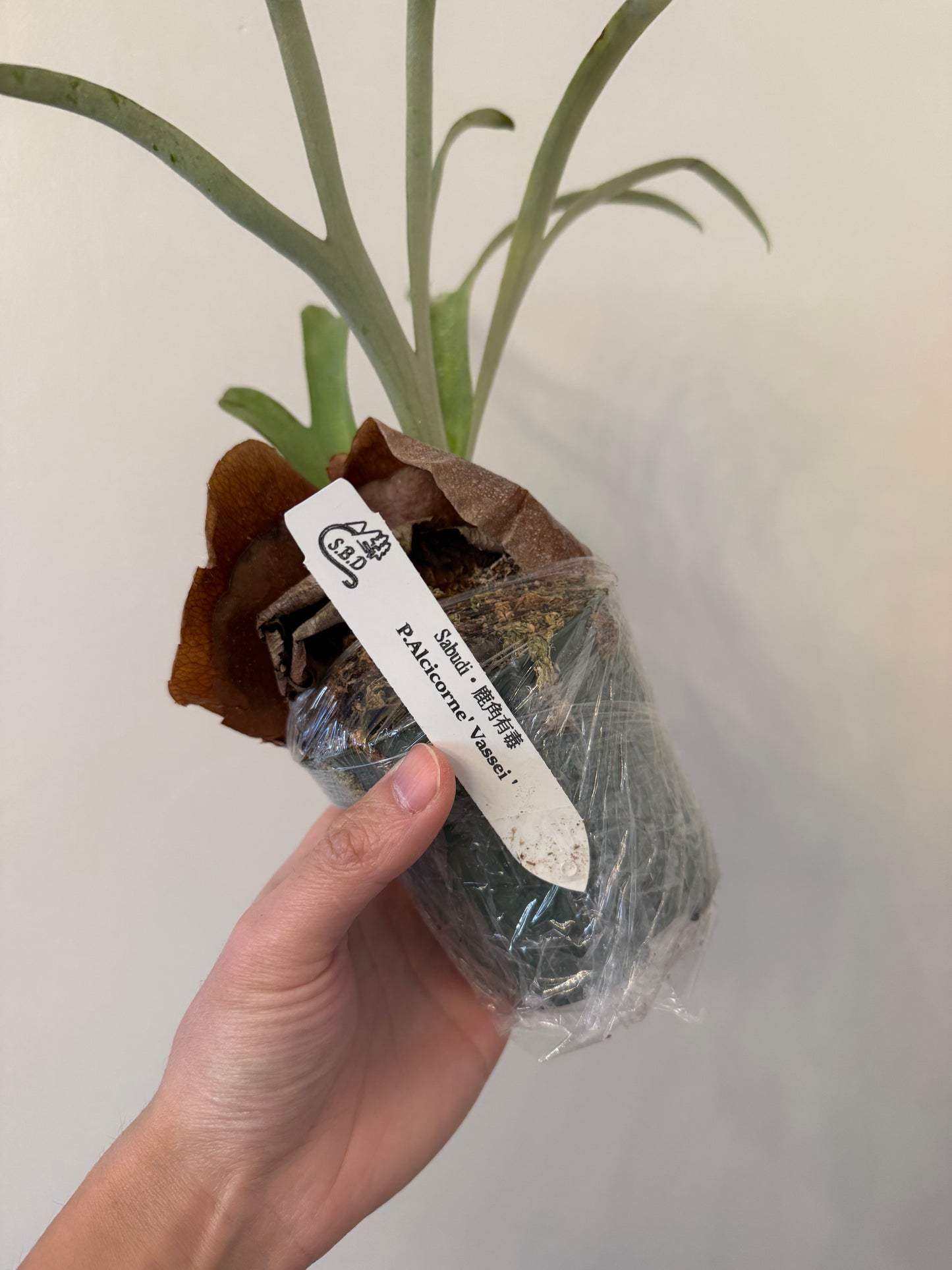 Platycerium alcicorne ‘Vassei’